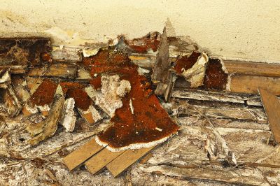Dry Rot Remediation in Denver County, CO