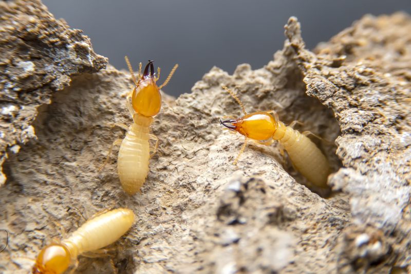 Termite Damage Restoration in Boulder, CO