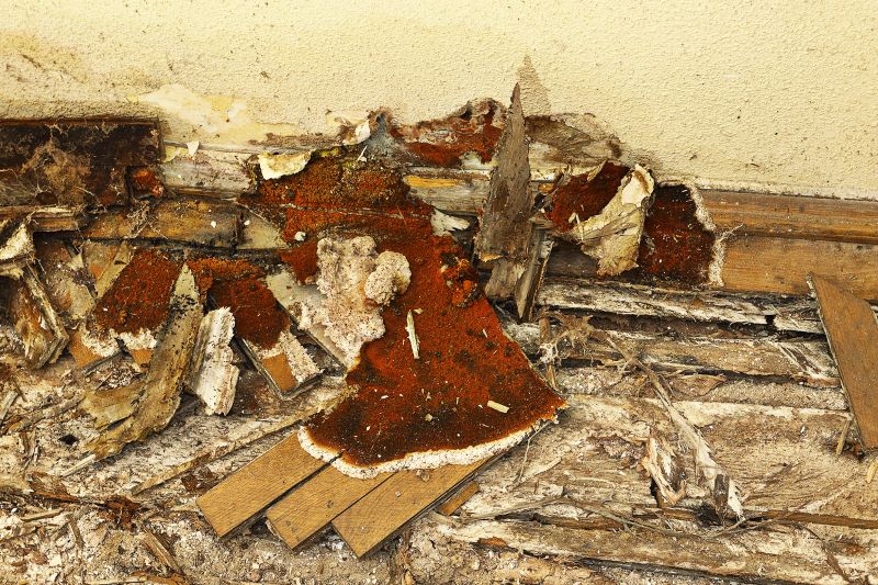 Decay Repair Service in Littleton, CO