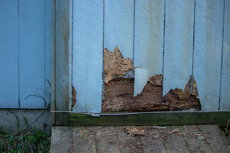 Pest Damage Repair in Indianapolis, IN