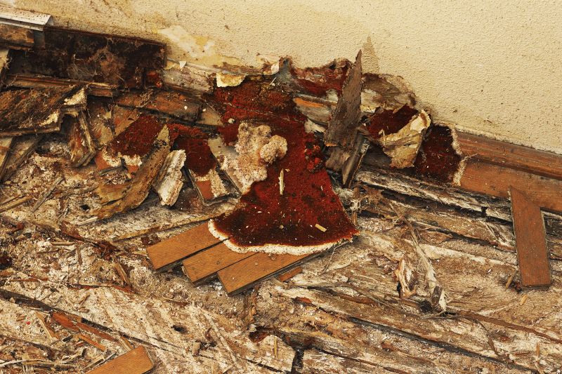 Pest Damage Repair in Boulder, CO