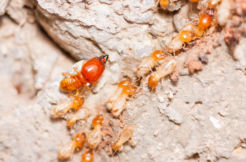 Termite Damage Repair Service in Roswell, GA