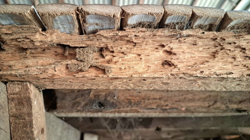 Termite Damage Restoration in Wilmington, NC
