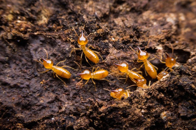 Termite Damage Restoration in Roswell, GA