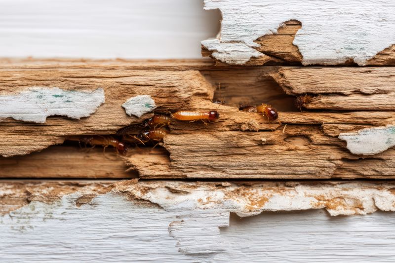 Termite Damage Restoration in Boulder, CO